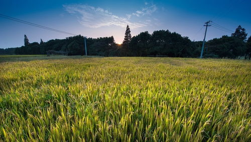 純農地區發展之道 輸血與造血并重，推動畜產品購銷貿易