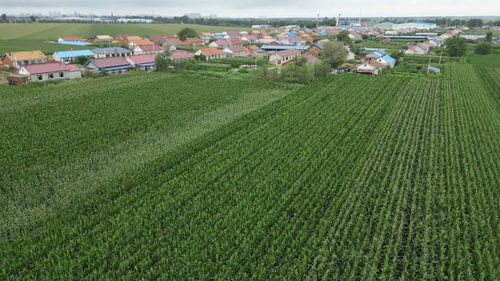 科學施策助農減災，守牢糧倉——農業大省吉林受災農田生產恢復直擊