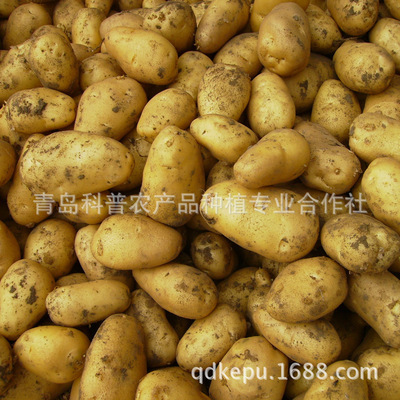 新季優質土豆 產地直供，新鮮營養的餐桌之選
