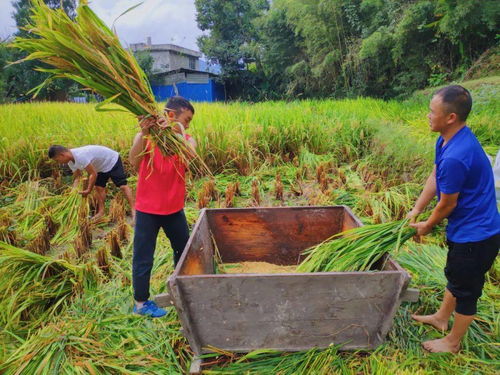 黃平縣千名黨員干部深入田間地頭，全力助農搶秋收保豐收