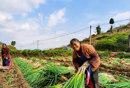蔥郁龍坪，綠意滿“林”助農增收
